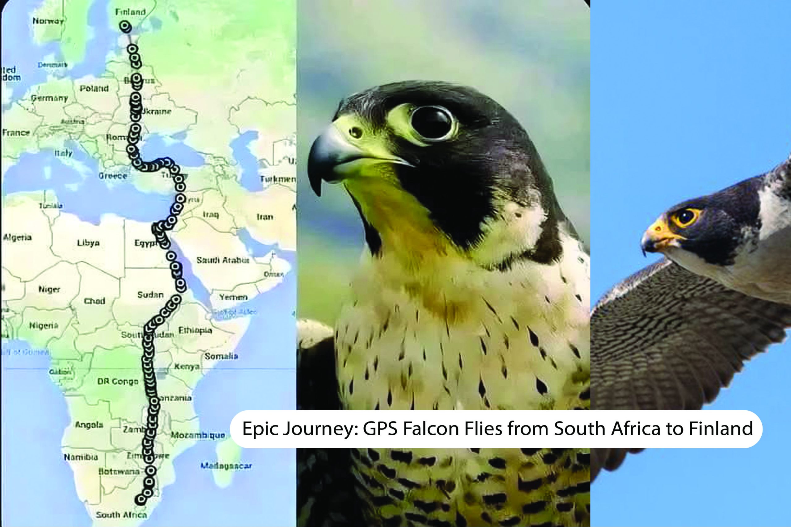 GPS-tracked falcon migration